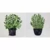 2-Piece Herb Garden Canvas Wall Art Set, 12"