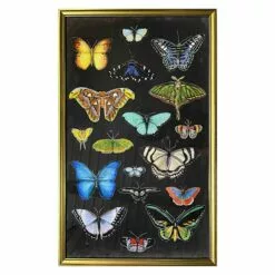 Glass Framed Butterfly Print Wall Art, 19x31