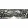 Oak Tree Path Canvas Wall Art, 60x20 -Cosplay Shop oak tree path canvas wall art 60x20 1