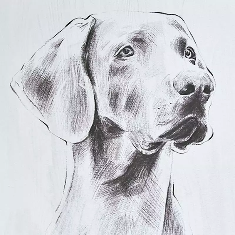 Providence Dog Canvas Wall Art, 11x14 4 Providence Dog Canvas Wall Art, 11x14 - Image 2